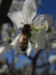 pollination station