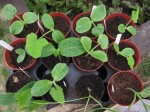 Chelsea Fringe 2013: Incredible Edible Lambeth Squash & Bean Swap