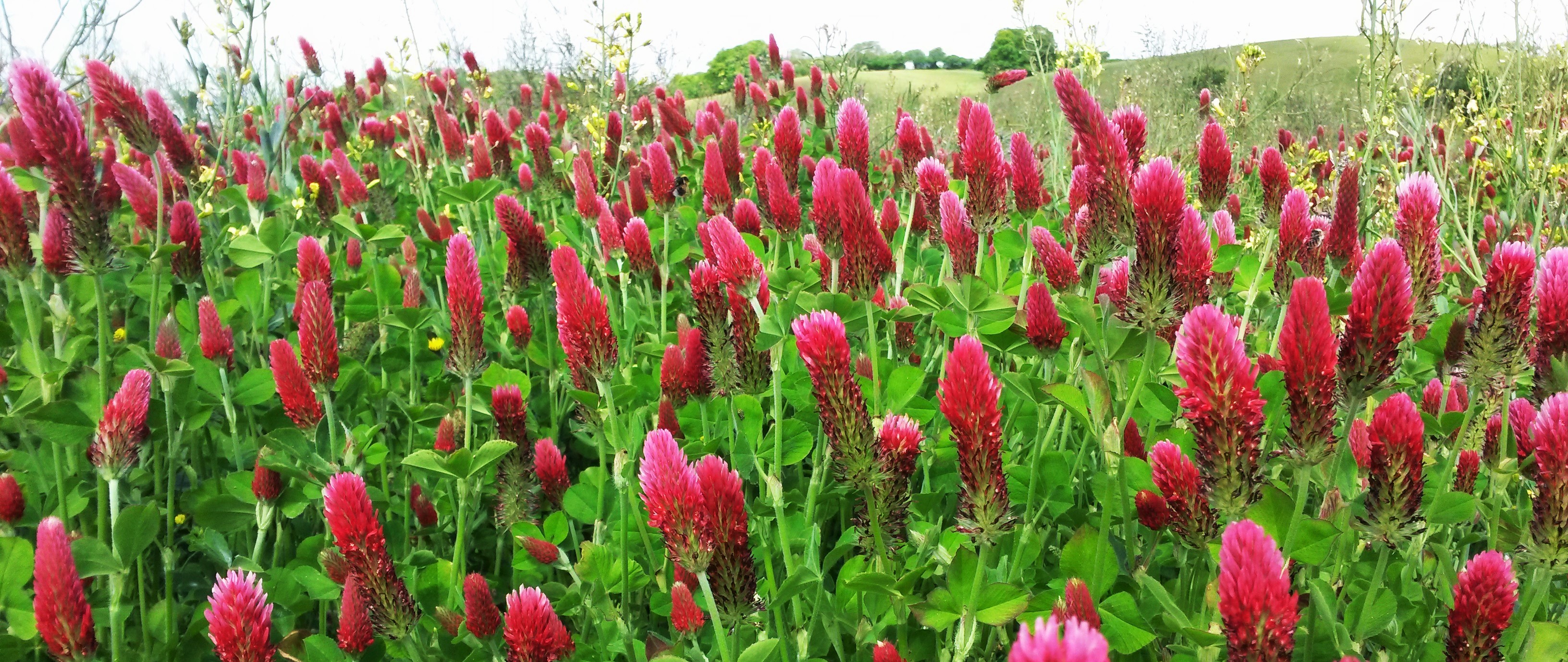 king crimson: green manure - viveka gardens