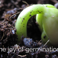 The Joy of Germination